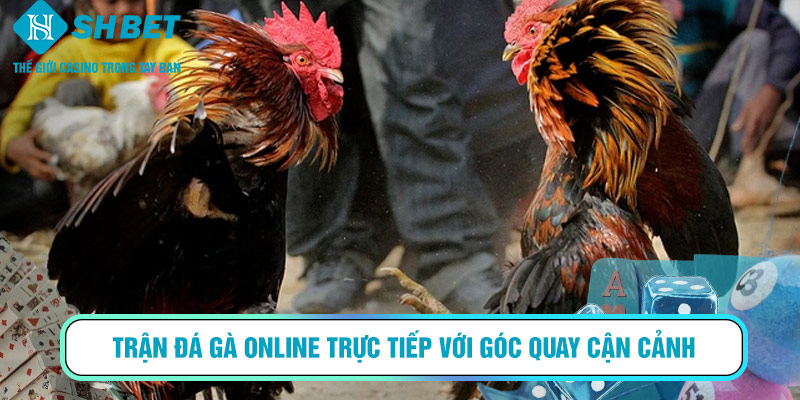 Trận đá gà online trực tiếp với góc quay cận cảnh, mang đến cảm giác chân thực như tại trường gà.